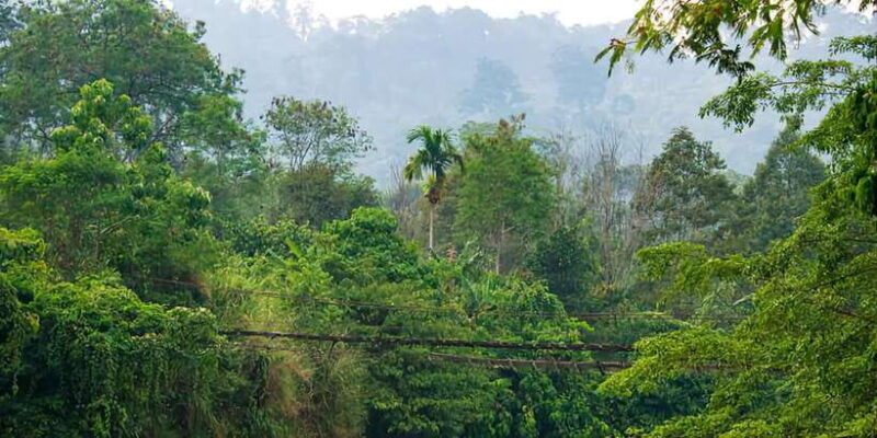from-medan-mount-leuser-national-park-full-day-trip-2