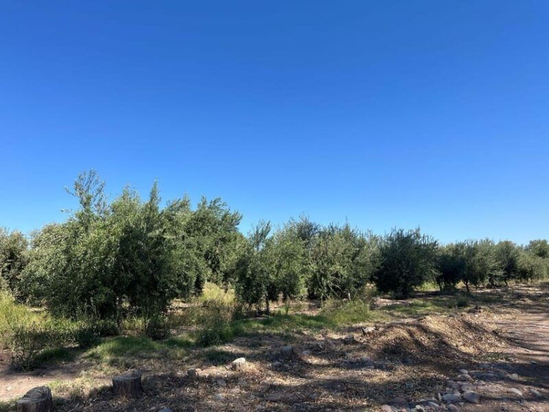 from-mendoza-3-wineries-olive-oil-factory-tour-tasting
