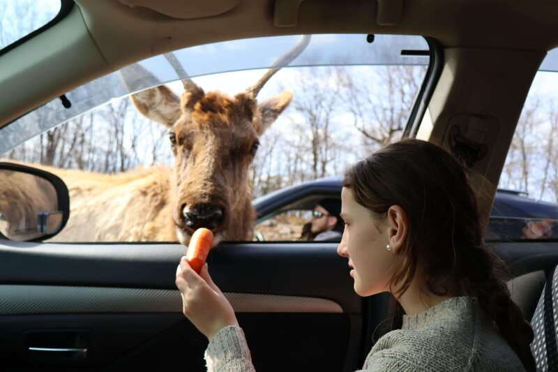 from-montreal-omega-park-wildlife-safari-with-pro-photos