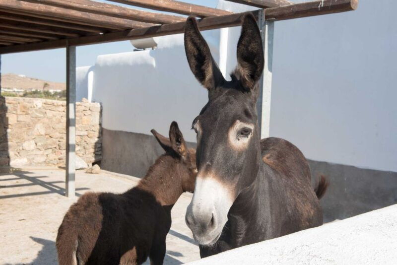 from-mykonos-ano-mera-farm-tour