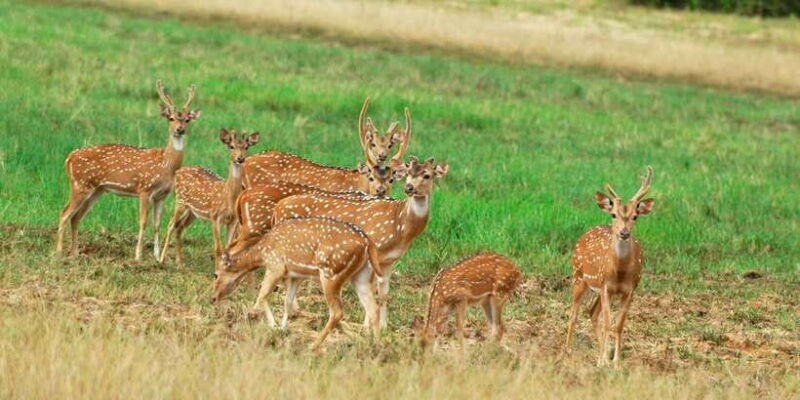 from-negombo-minneriya-national-park-safari-tour
