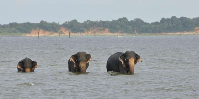 from-negombo-udawalawa-national-park-wildlife-safari