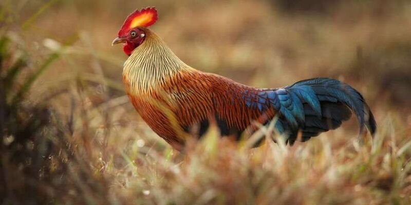 from-negombo-wilpattu-national-park-safari-guided-day-tour