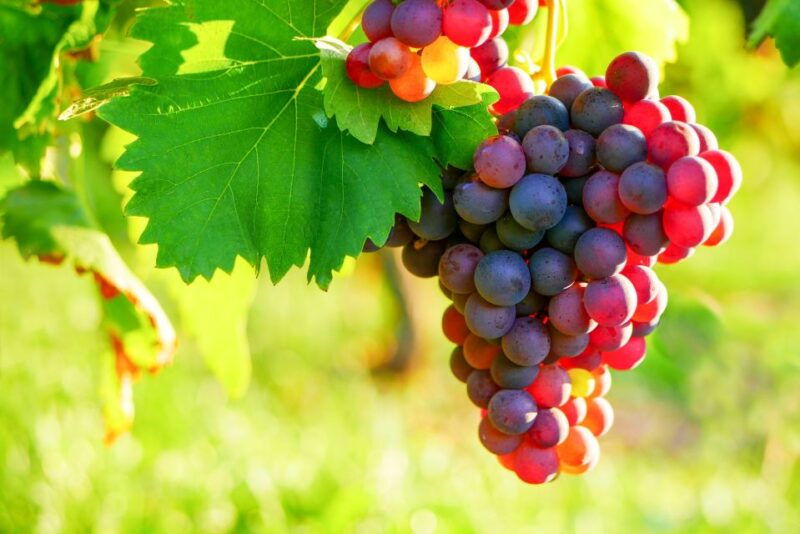 from-nice-antibes-st-paul-de-vence-tour-with-wine-tasting