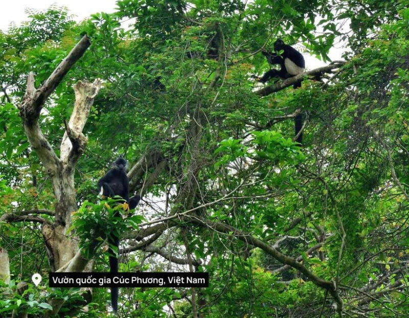 from-ninh-binh-small-group-discover-cuc-phuong-national-park