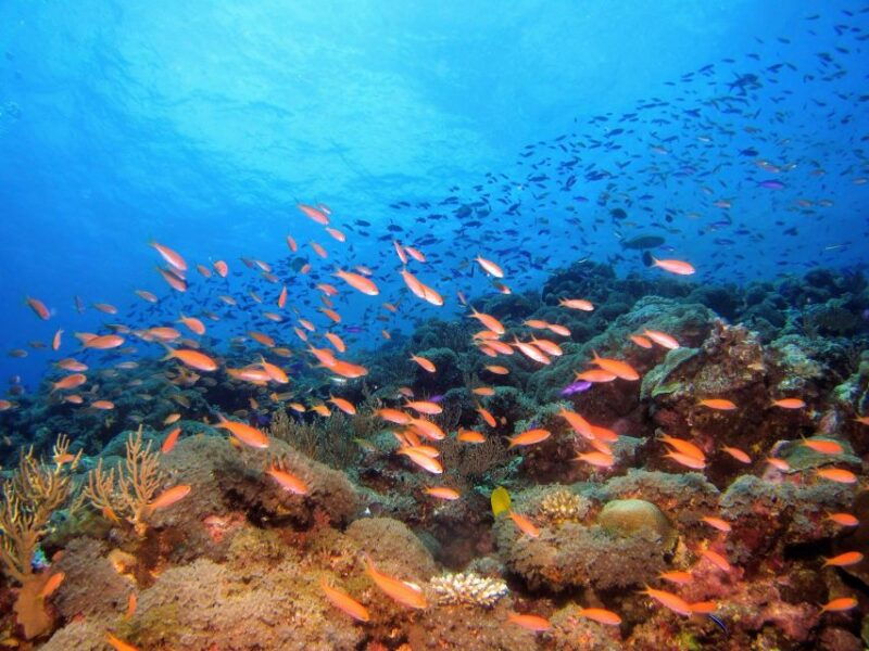 from-pattaya-snorkeling-or-beginner-scuba-diving-tour