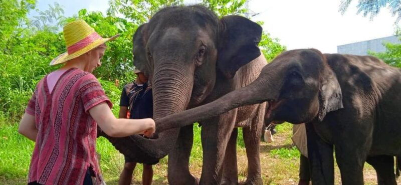 from-phuket-ethical-elephant-interactive-trek-and-tour