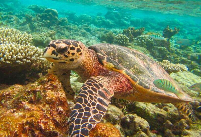 from-phuket-khaolak-similan-islands-early-bird-day-trip