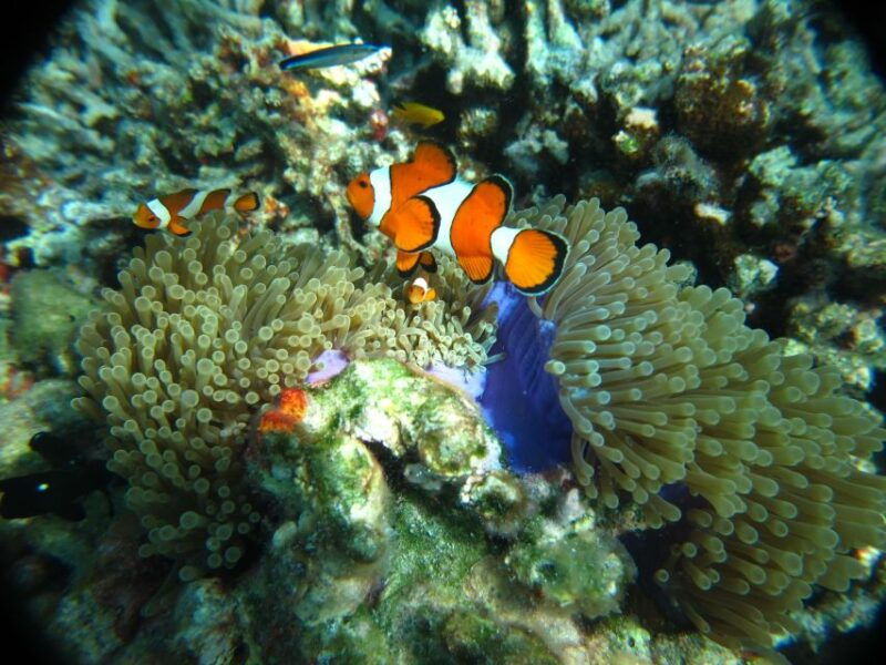 from-phuket-similan-islands-snorkeling-trip-by-speedboat