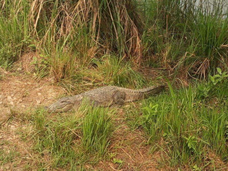 from-pokhara-2-day-chitwan-national-park-safari-tour