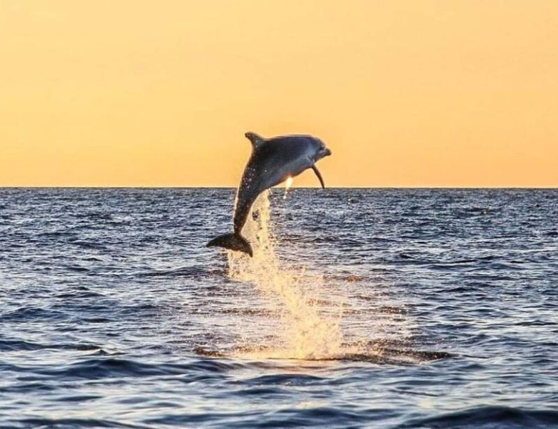 from-porec-evening-dolphin-cruise-with-welcome-drink