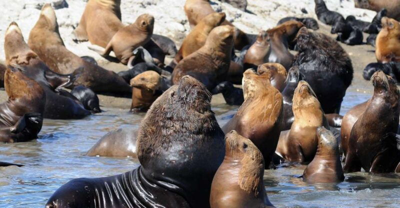 from-puerto-madryn-city-and-punta-loma-tour
