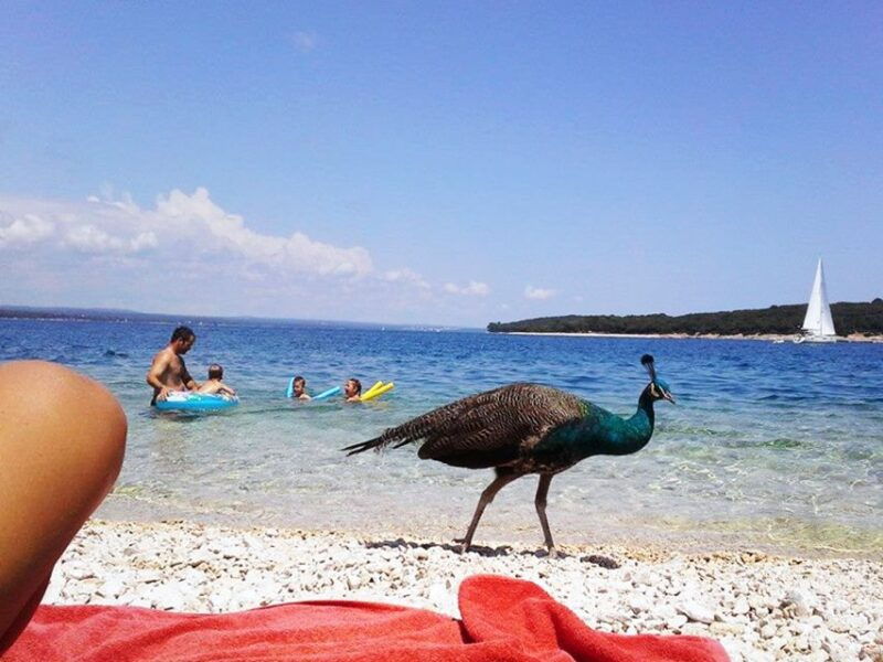 from-pula-island-stop-and-national-park-day-cruise