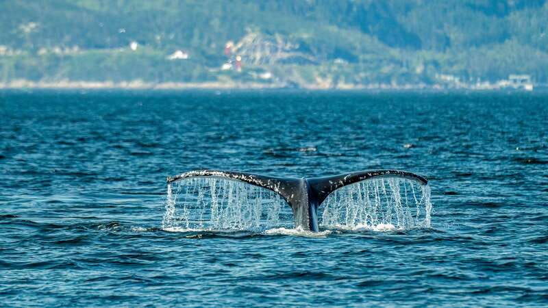 from-quebec-city-whale-watching-excursion-full-day-trip