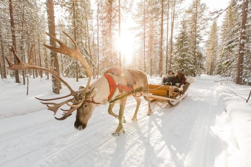 from-rovaniemi-reindeer-farm-visit-with-sleigh-ride