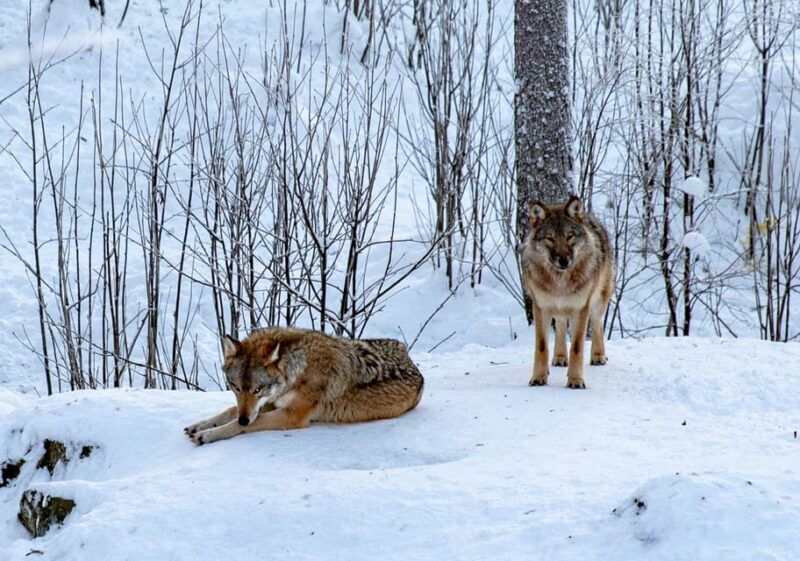 from-rovaniemi-tour-to-ranua-wildlife-park
