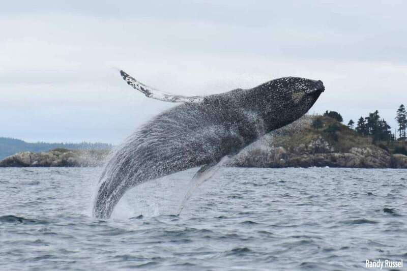 from-saint-john-saint-andrews-whale-watching-tour