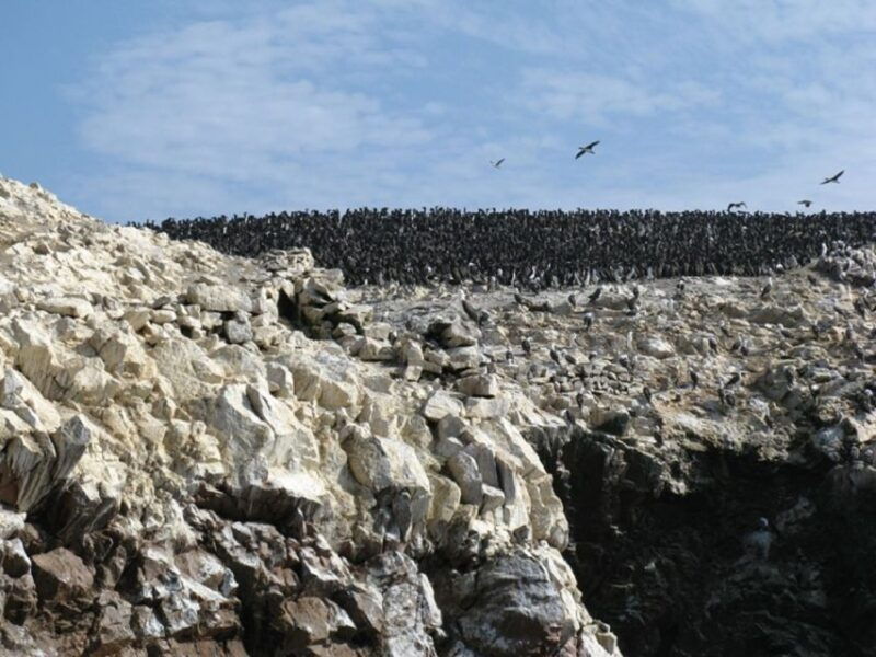 from-san-martin-port-ballestas-islands-tour-in-paracas