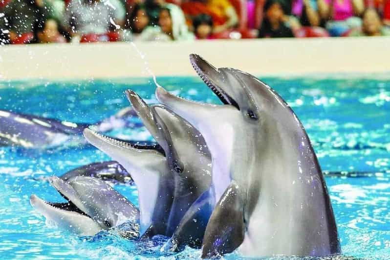 from-side-dolphin-and-seal-show-ticket-with-hotel-transfers