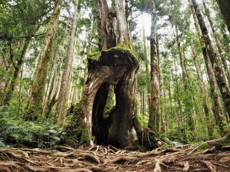 from-taipei-taipingshan-national-forest-private-day-tour