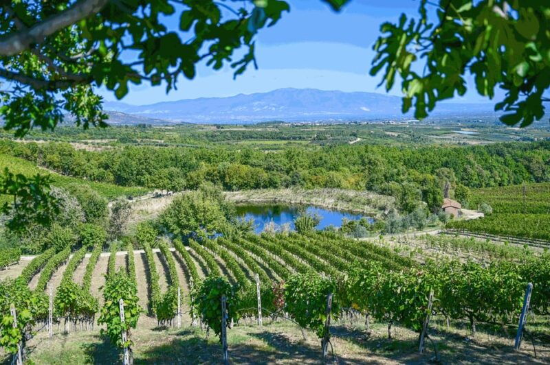 from-thessaloniki-pella-edessa-naousa-wine-tasting