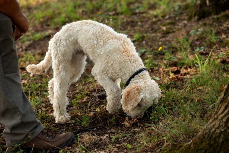 from-tortona-piedmont-truffle-hunting-experience