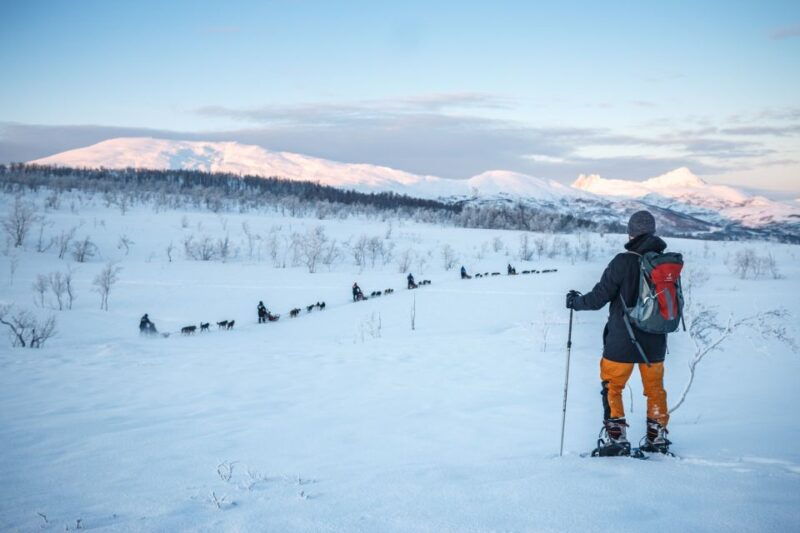 from-tromso-guided-husky-snowshoe-hike-and-husky-camp-visit