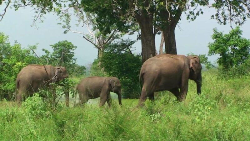 from-udawalawe-national-park-thrilling-full-day-safari