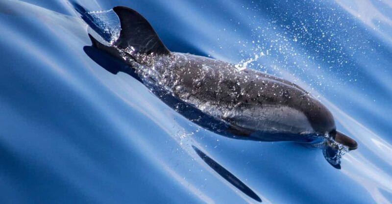 from-villefranche-sur-mer-guided-dolphin-watching-tour