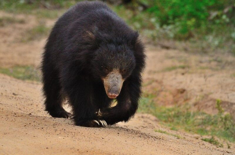 from-yala-yala-national-park-thrilling-half-day-safari