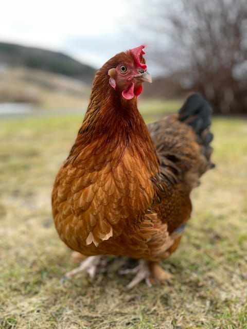 frosta-greenhouse-and-farm-tour-with-tastings