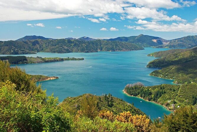 Full day Guided Sea Kayak Tour from Picton - Key Points