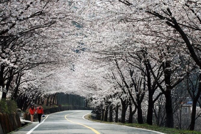 Full-day Hadong, Gwangyang, Cherry blossom, Green Tea Fields Private Tour - Full-day Hadong, Gwangyang, Cherry Blossom, Green Tea Fields Private Tour