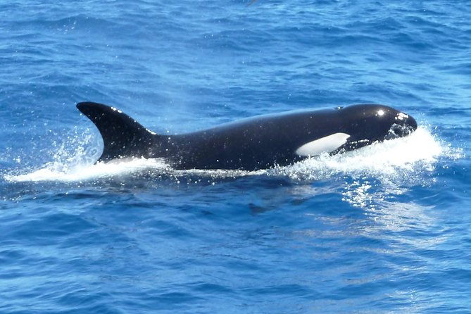 Full-Day Killer Whale Expedition from Albany - An Authentic Wildlife Encounter in Albany