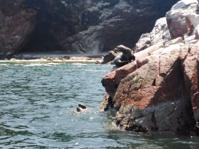 full-day-paracas-ica-from-lima