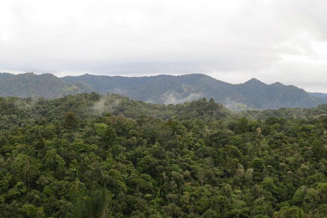 Full-Day Rainforest Getaway in Northland - A Closer Look at the Rainforest Journey