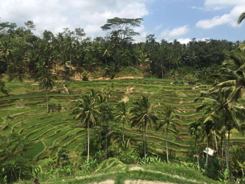 full-day-tour-to-explore-ubud-with-private-car