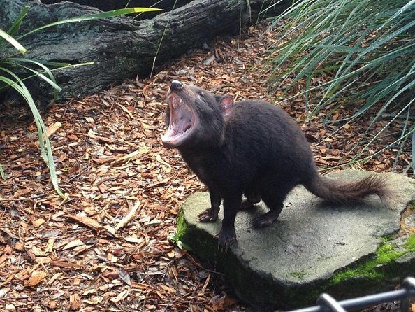 Full-Day Waterfalls, Wilderness & Wildlife Hobart Tour - Exploring Mt. Field National Park: Tasmania’s Natural Jewel