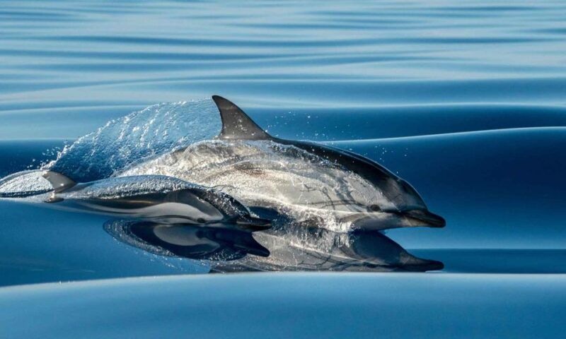 funchal-dolphin-and-whale-watching-cruise