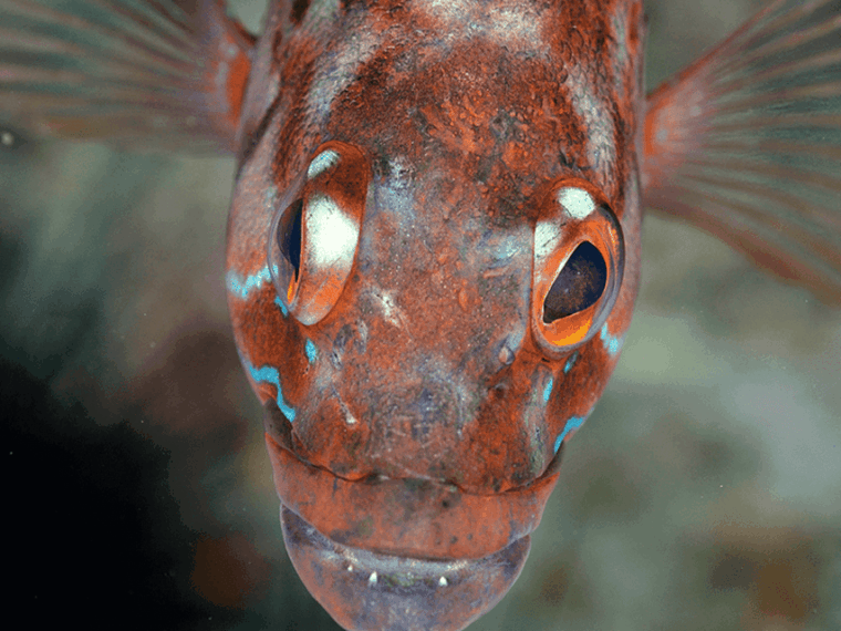 funchal-garajau-national-park-certified-divers