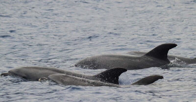 funchal-guarantee-wild-dolphinwhale-watching-by-rib