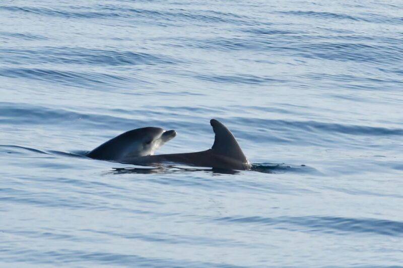 funtanavrsar-dolphin-watching-at-sunsetdrinks-included