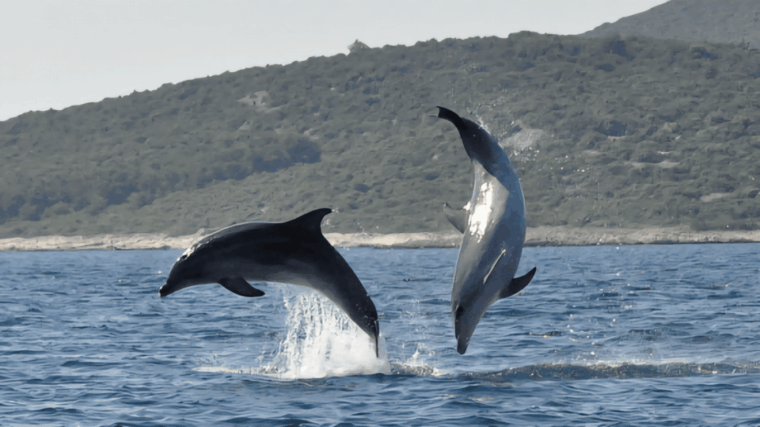 funtanavrsar-dolphin-watching-at-sunsetdrinks-included