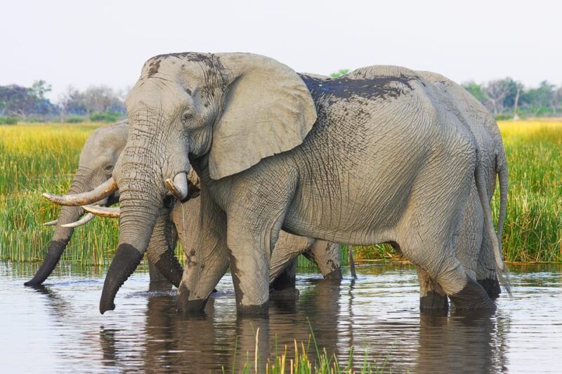 game-drive-and-white-rhino-walking-safari-in-livingstone-2