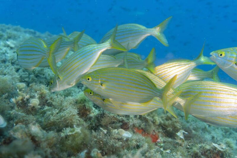 genoa-snorkeling-tour-along-the-genoa-coastline