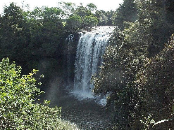 Giant Kauries and Glowworms's Cave - the Bay of Islands Tour Private Tour - Discovering the Bay of Islands with a Private Touch