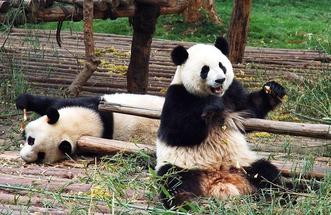 Giant Panda Hometown and Taoist Mountain Discovery From Chengdu - Introduction