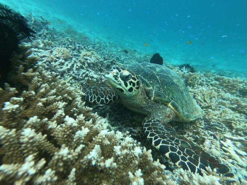 gili-air-trawangan-glass-bottom-boat-tour-with-snorkeling