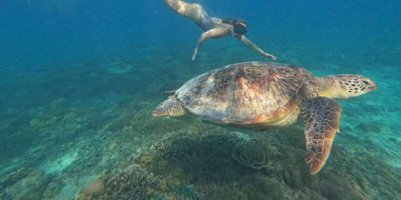 gili-island-private-snorkeling-visit-baby-turtles