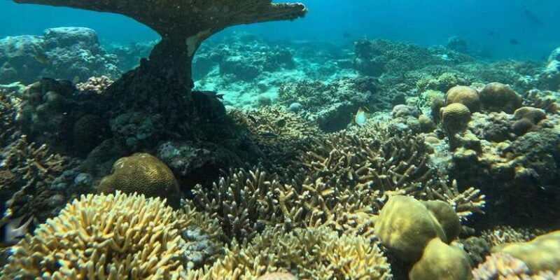 gili-island-snorkeling-gili-trawangan-meno-and-air